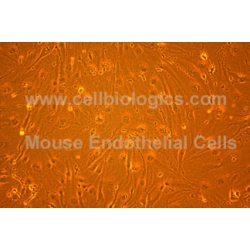 C57BL/6 Mouse Primary Aortic Endothelial Cells