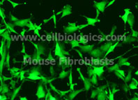 Mouse Fibroblasts