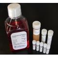 Complete Cell Culture Media