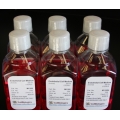 Endothelial Cell Basal Medium (Without Glucose and Phenol Red) – 500 ML