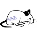 Rat Protein Lysate, RNA, DNA