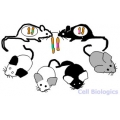 Mouse Tissues, CD1, BALB/c, C57BL/6