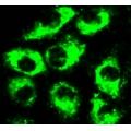 GFP Expressing Monkey Cells