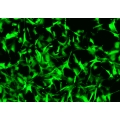 GFP Expressing Mouse Cells