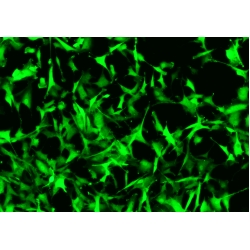 BKS db Control Mouse Kidney Fibroblasts