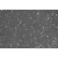Luciferase-expressing Mouse Cells