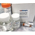 Myeloperoxidase (MPO) Assay Kit, CB6937