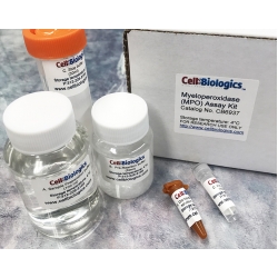 Myeloperoxidase (MPO) Assay Kit (500 assays)