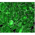 Canine Other Primary Cells 