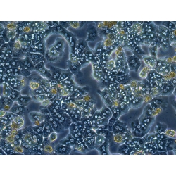 CD1 Mouse Primary Hepatocytes - Plateable