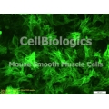 C57BL/6 Mouse Embryonic Small Intestinal Smooth Muscle Cells