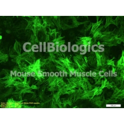 C57BL/6 Mouse Embryonic Small Intestinal Smooth Muscle Cells