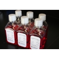 Complete Endothelial Cell Growth Medium - 500 ML
