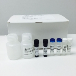 Cleaved-Factor B Bb (K260) Cell-Based Colorimetric ELISA Kit