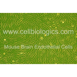 C57BL/6-GFP Mouse Primary Brain Microvascular Endothelial Cells