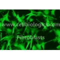 Rabbit Primary Small Intestinal Fibroblasts