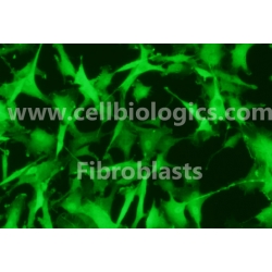 C57BL/6-GFP Mouse Primary Aortic Fibroblasts
