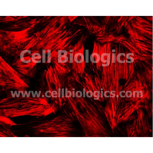 BKS db Control Mouse Bladder Smooth Muscle Cells