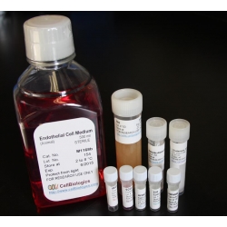 Serum-Free Human Endothelial Cell Medium /w Kit – 500 ML